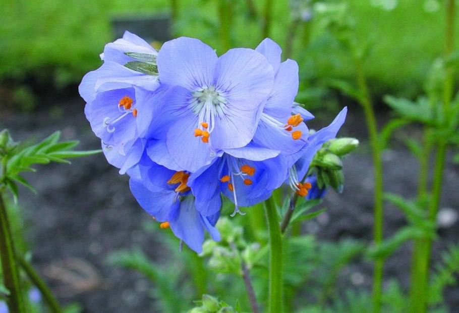 Полемониум Синюха