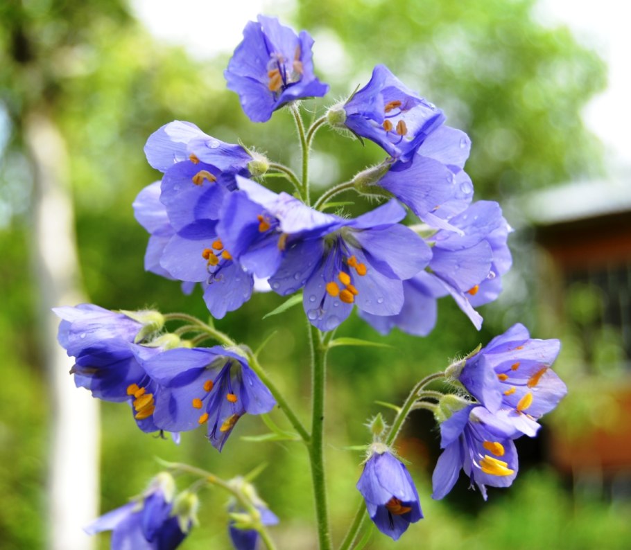 Синюха (Polemonium)