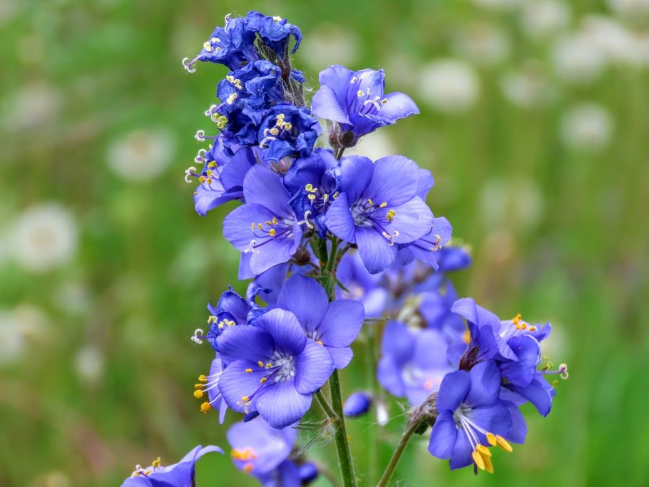 Polemonium caeruleum