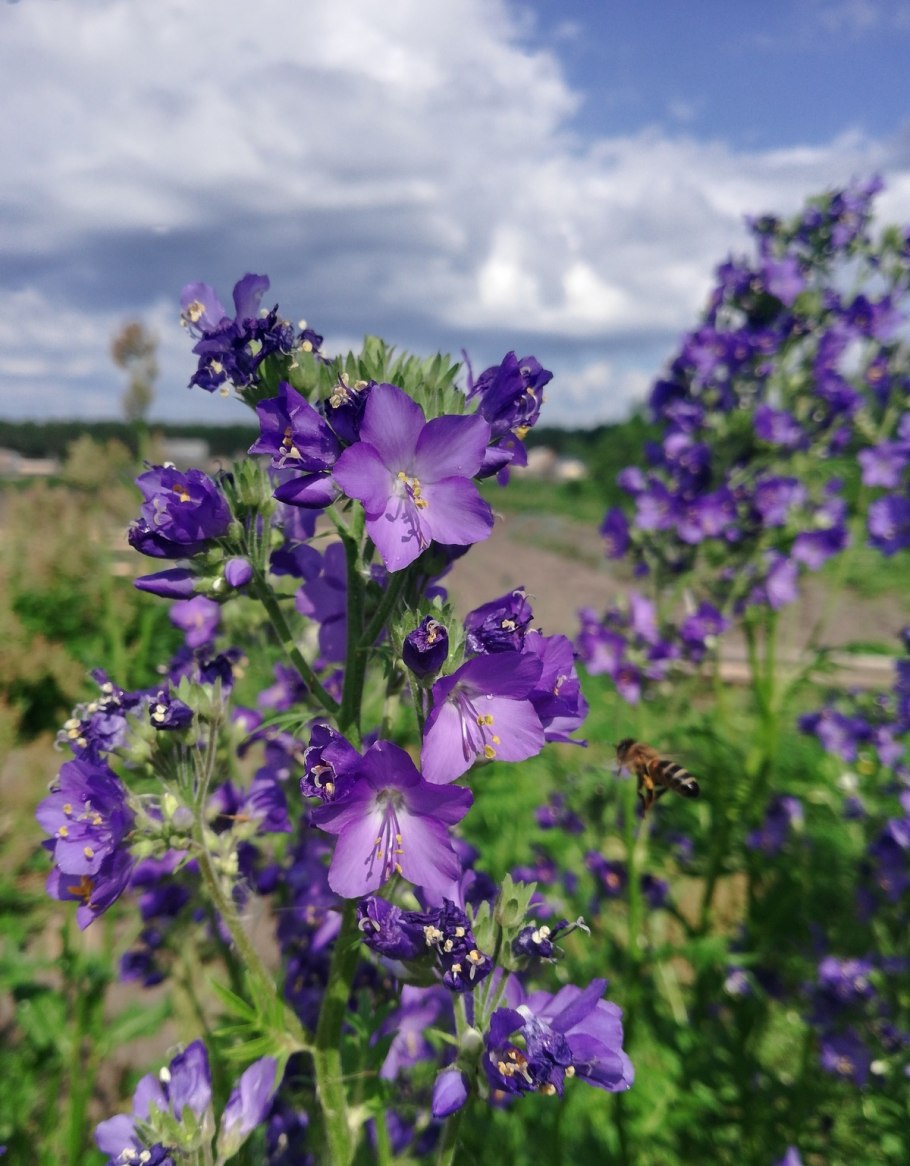 Синюха Лазурная