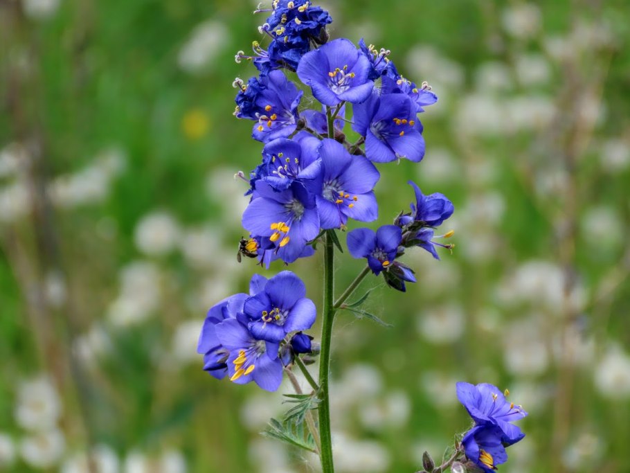 Цветы Лесные Синюха