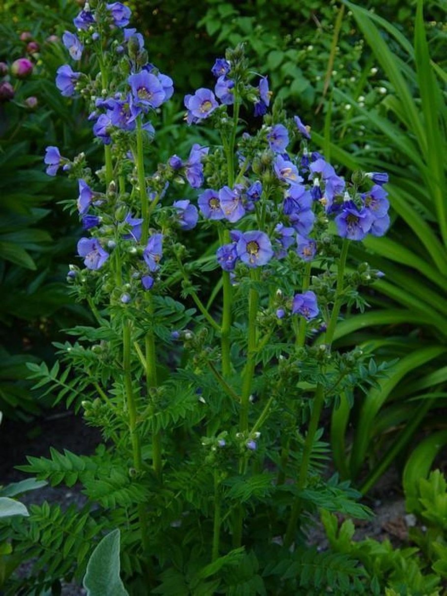 Синюха голубая растение