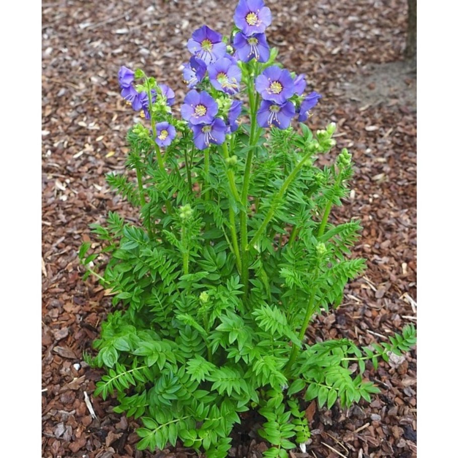 Синюха остролепестная