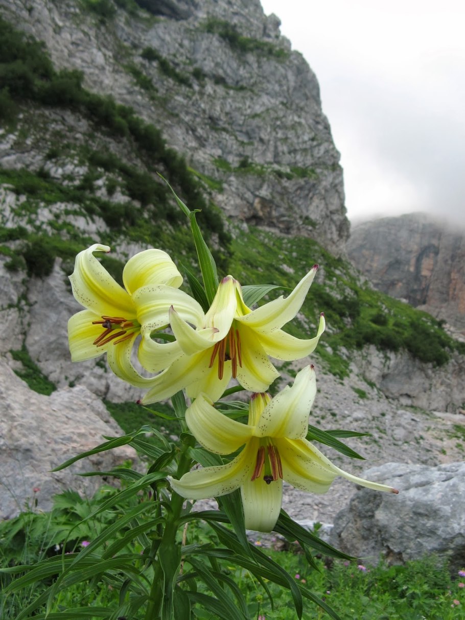 Альпийская Лилия