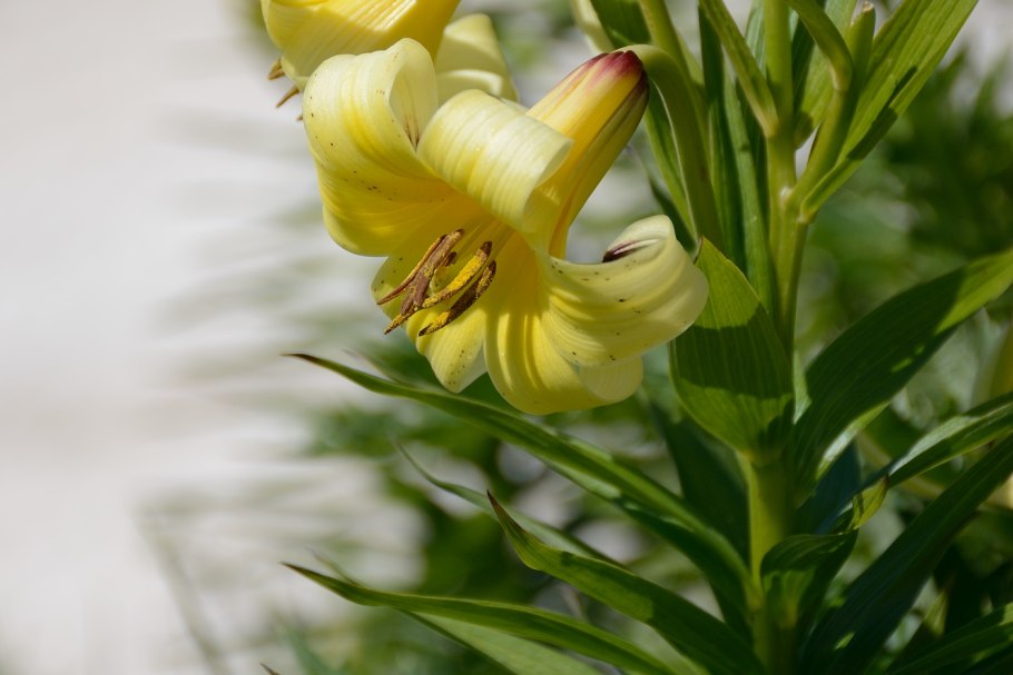 Lilium caucasicum