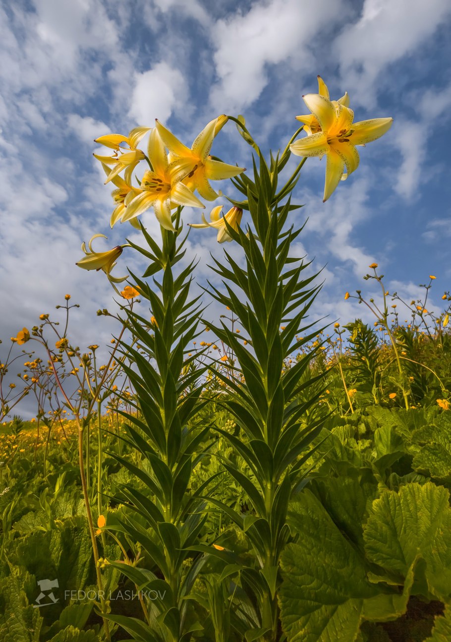 Лилия Абхазия