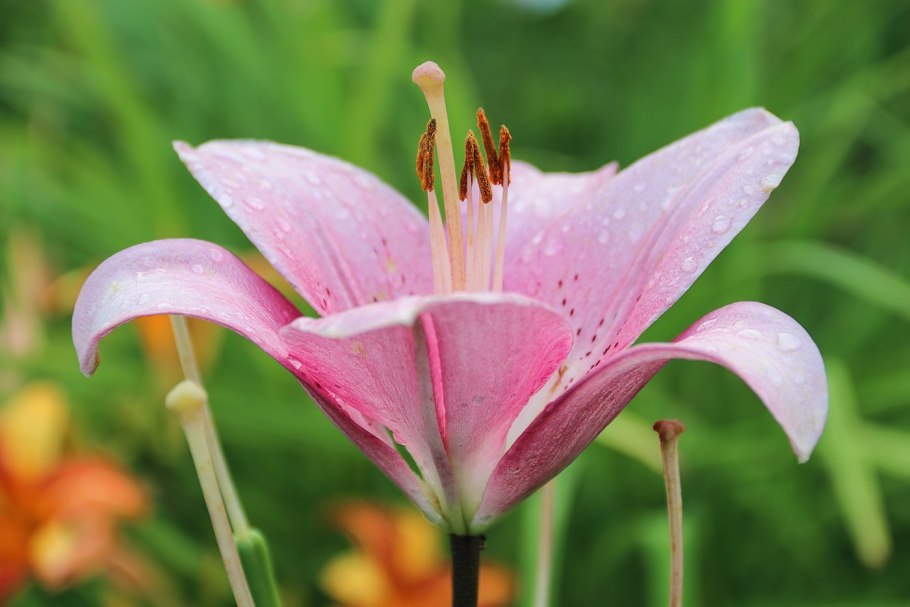 Лилия Фловер Пинк