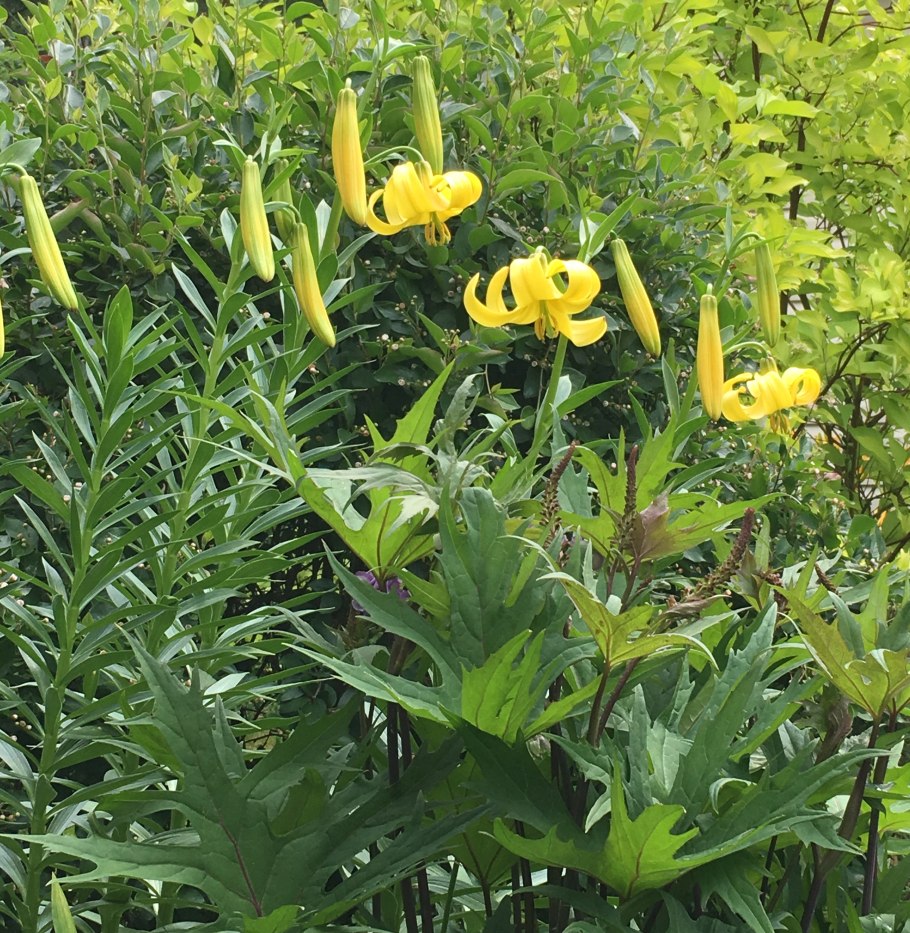 Лилия Кавказская Lilium caucasicum
