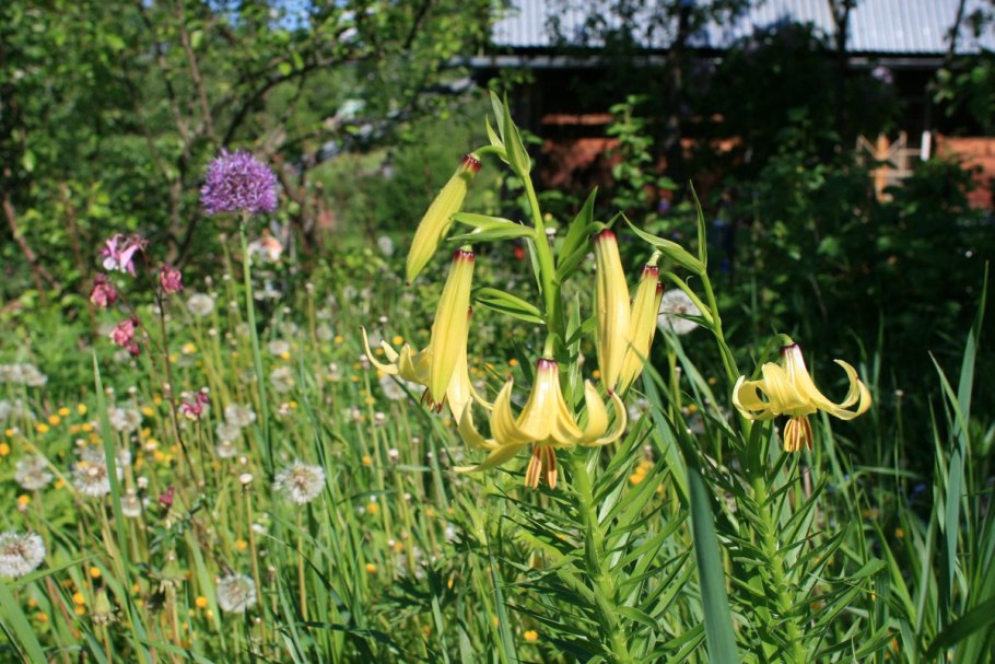 Лилия Кессельринга, рассада