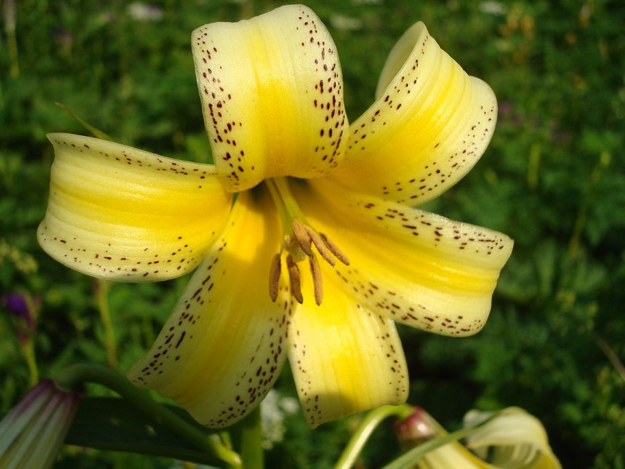 Кессельринга Lilium