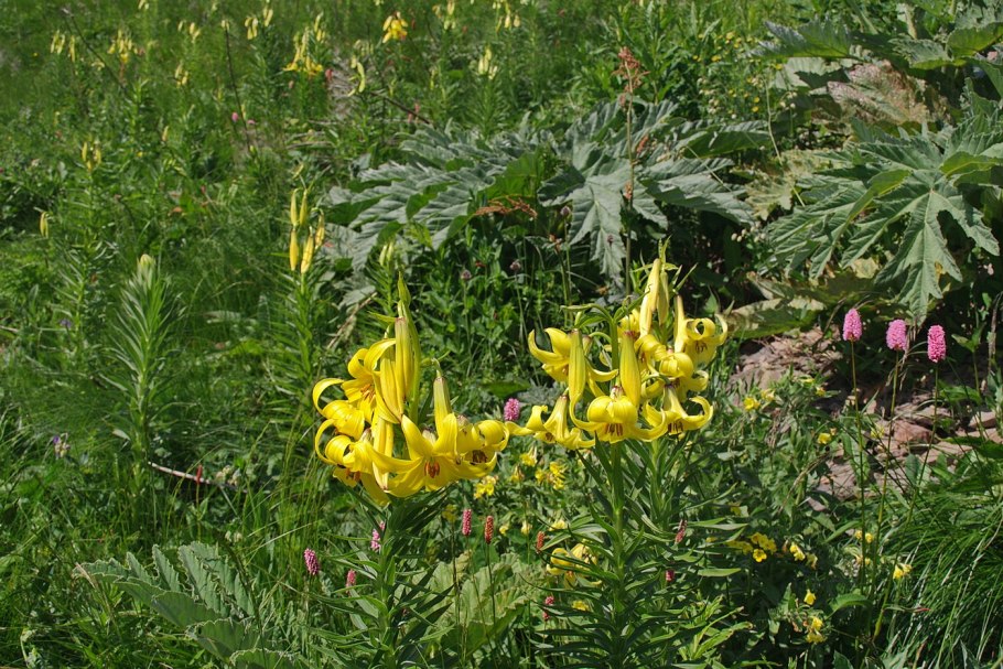 Лилия Кавказская Лилия Кессельринга