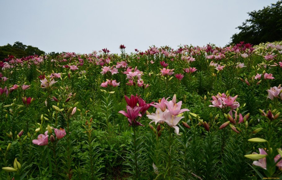 Плантация лилий анапа