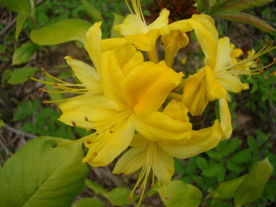 Рододендрон листопадный азалия  желтый
