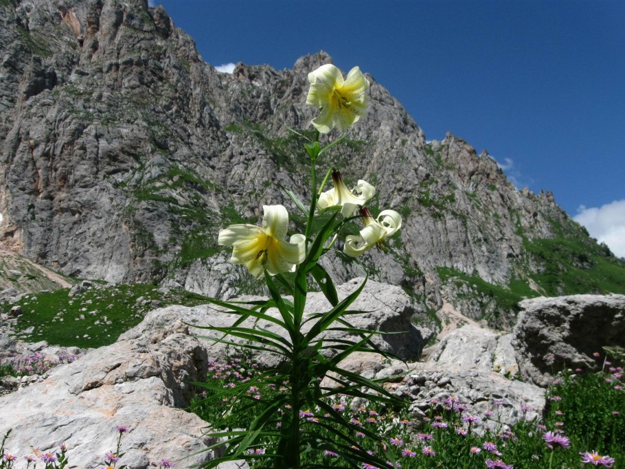 Горная лилия