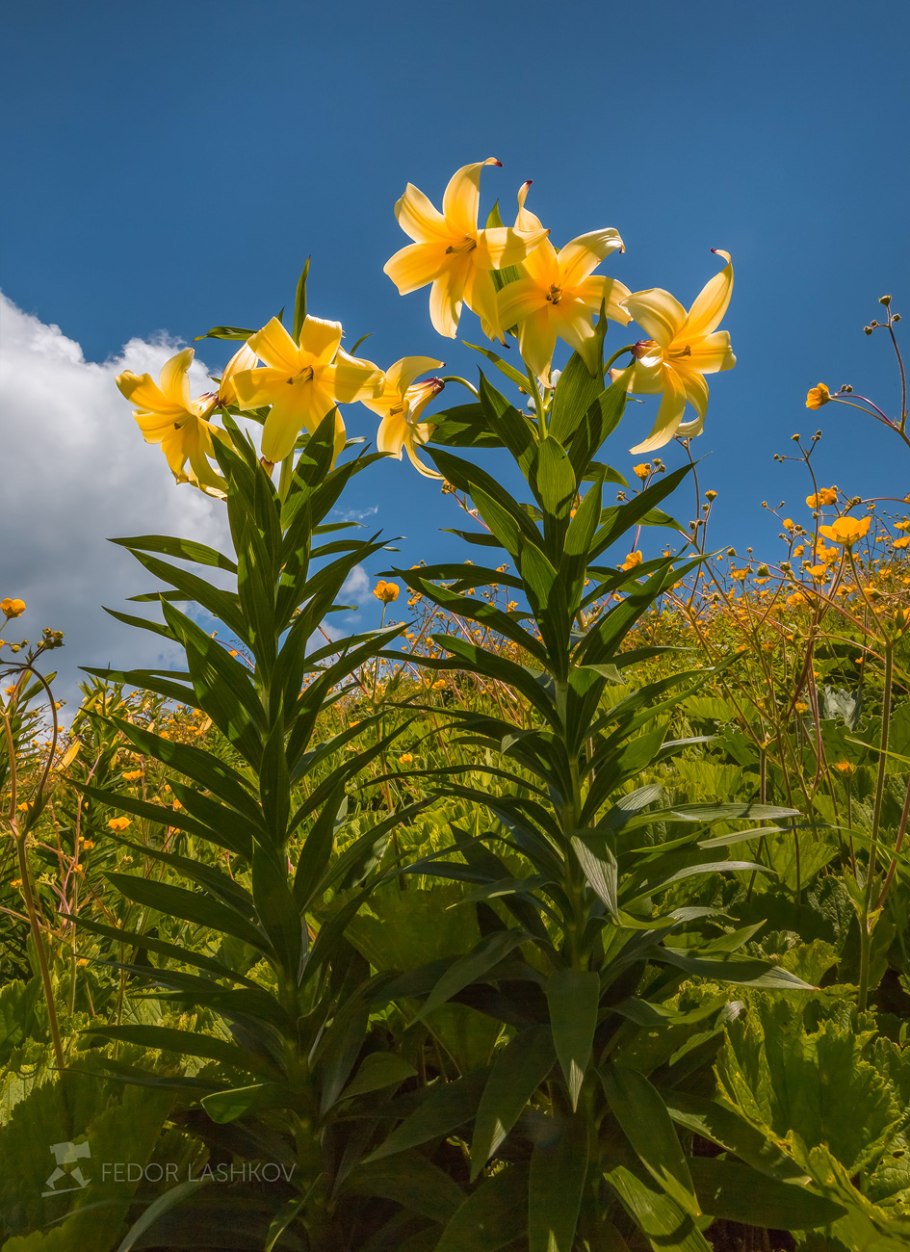 Лилия Кессельринга фото