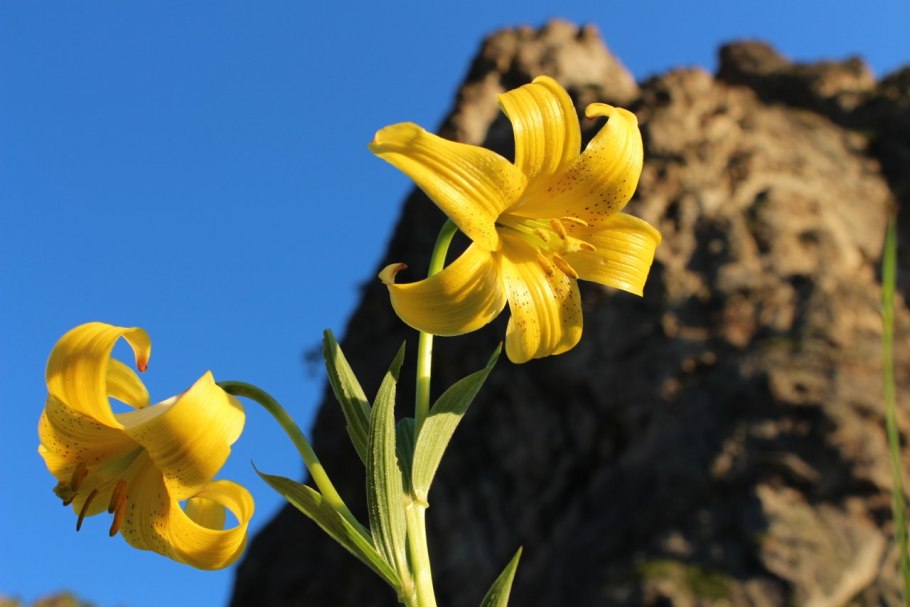 Кессельринга Лилия Кессельринга фото