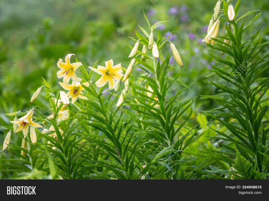 Лилия кавказская кессельринга