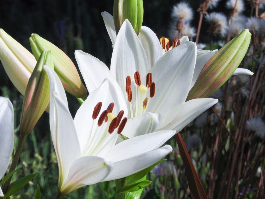 Лилия кавказская