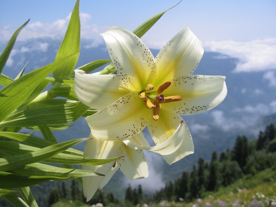 Lilium monadelphum