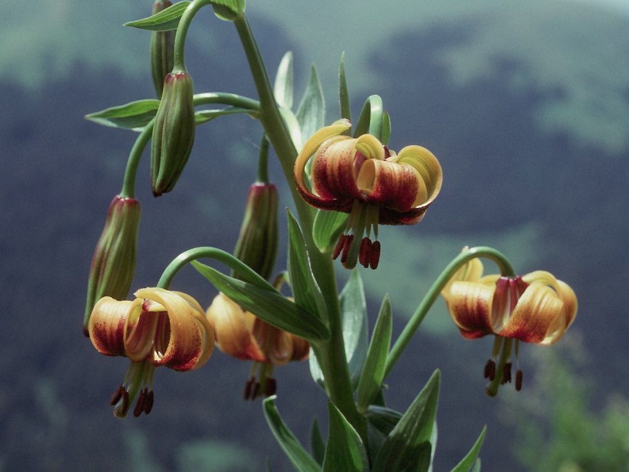 Лилия Кавказская Lilium caucasicum