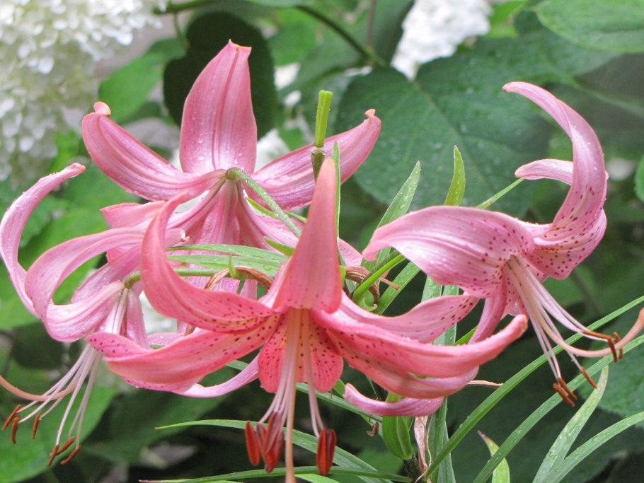 Lilium armenum