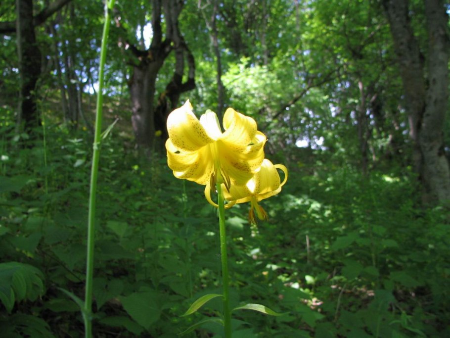 Фф Лилия ВАНРУЖ