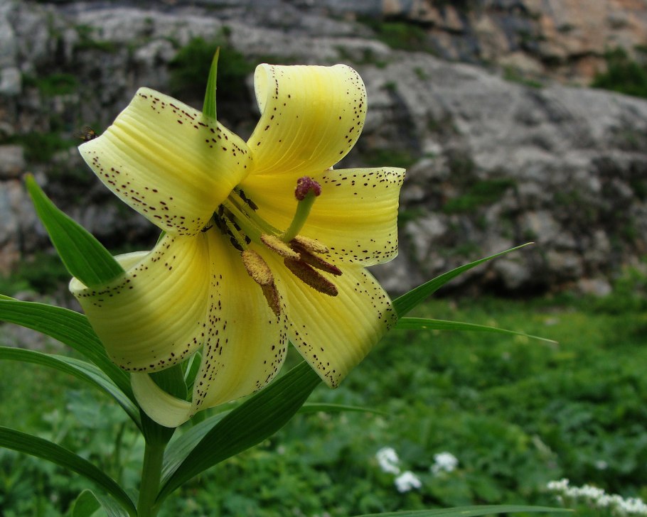 Лилия Кавказская Lilium caucasicum