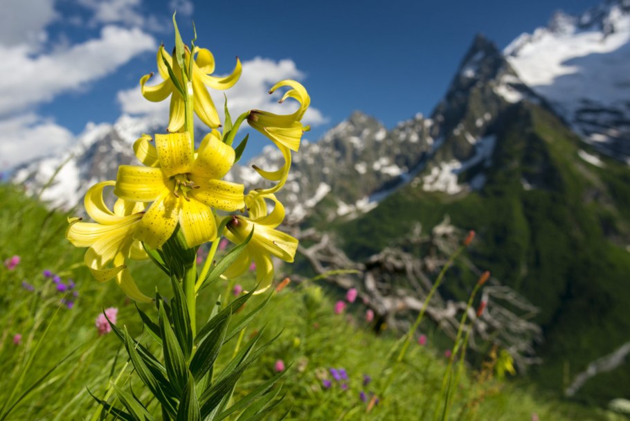 Лилия Кавказская Lilium caucasicum