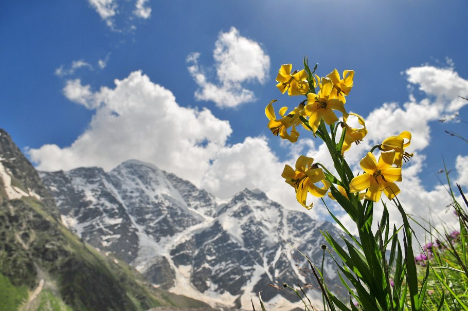 Лилия Кавказская Лилия Кессельринга