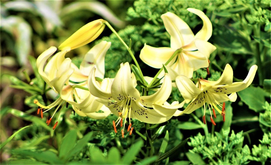 Лилия поникающая