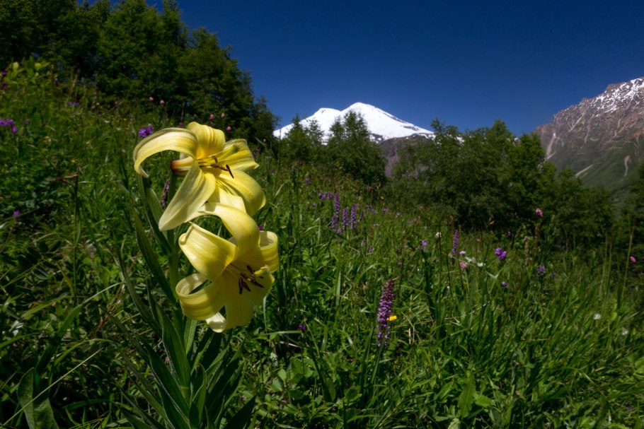 Лилия Кессельринга Lilium kesselringianum Miscz