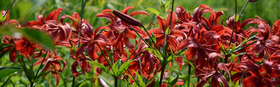 Лилейные в горах Хакасии