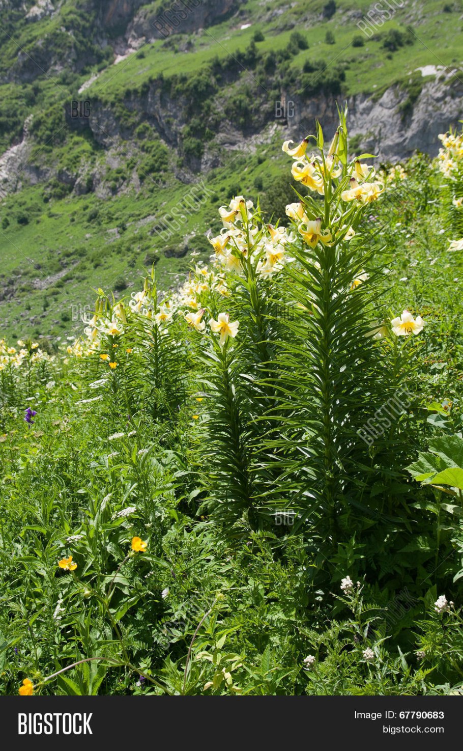 Лилия однобратственная