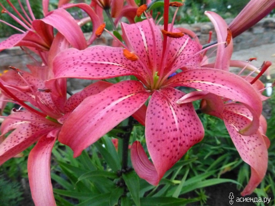 Лилия Кессельринга l.kesselringianum