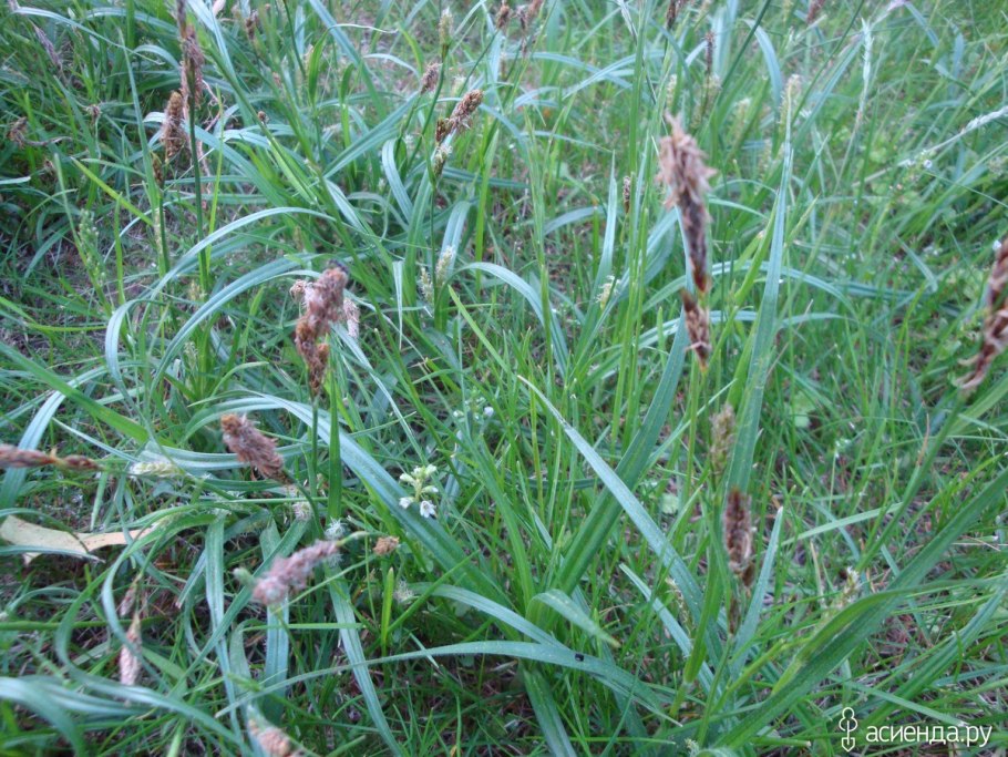 Осока гладконосая (Carex leiorhyncha)
