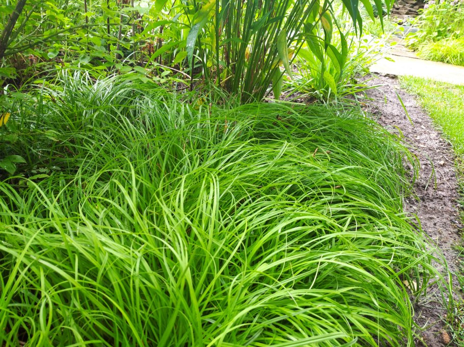 Осока тростниковая