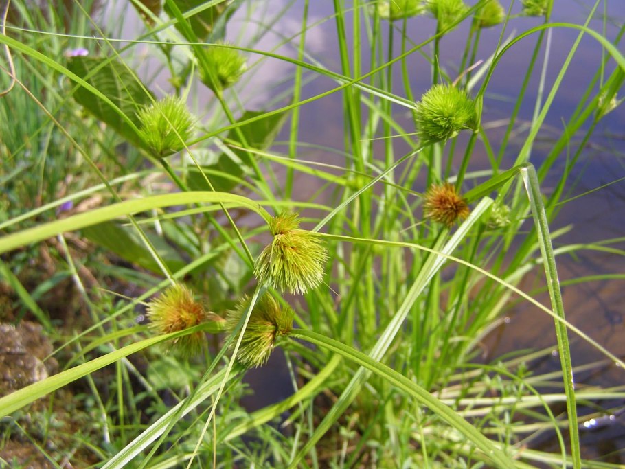 Осока магелланская