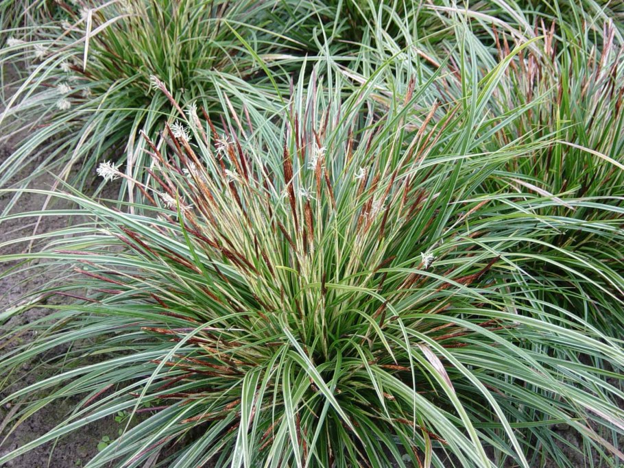 Осока (Carex) Эверголд