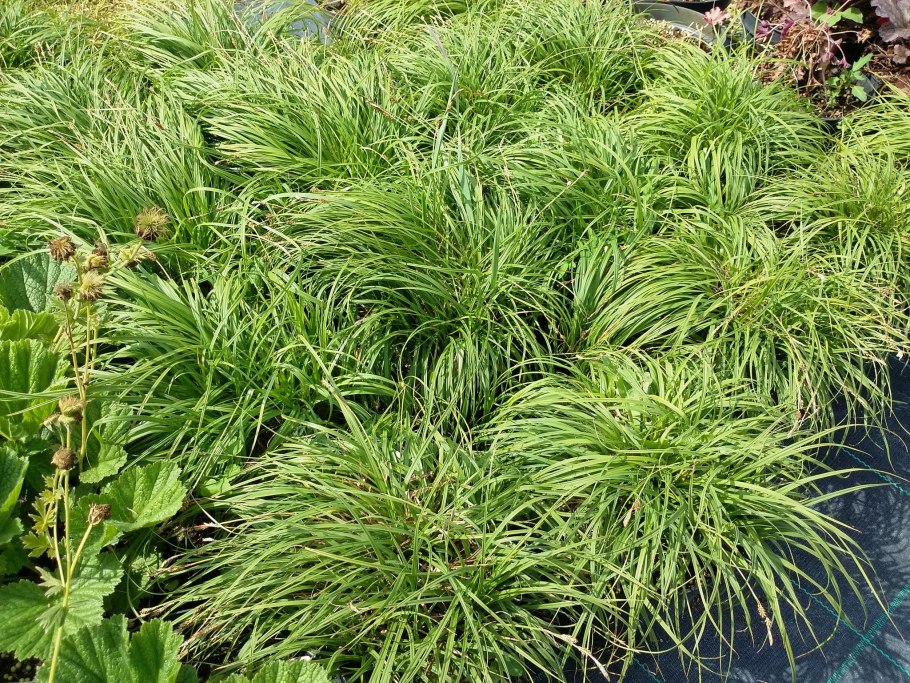 Осока гвоздичная Carex caryophyllea
