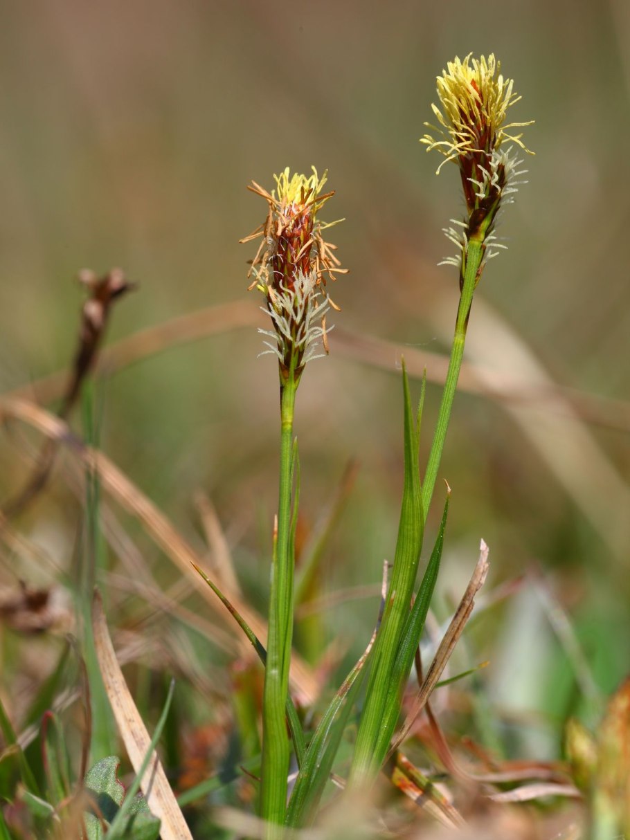 Осока Весенняя (Carex caryophyllea )