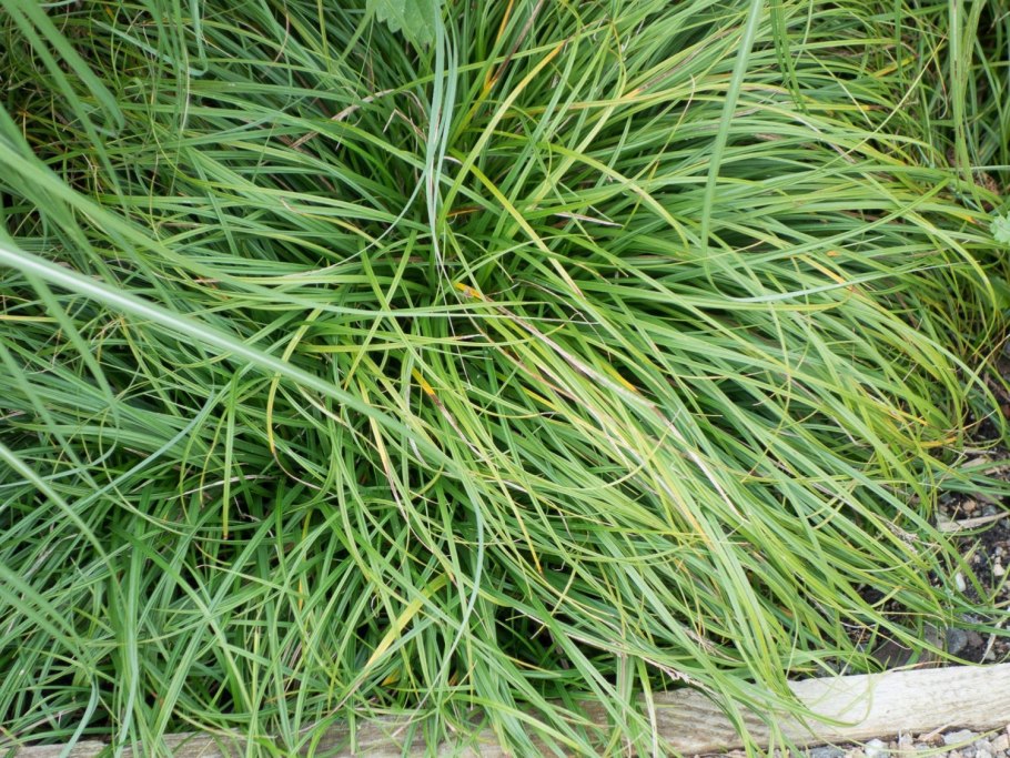 Осока гвоздичная Биттллз