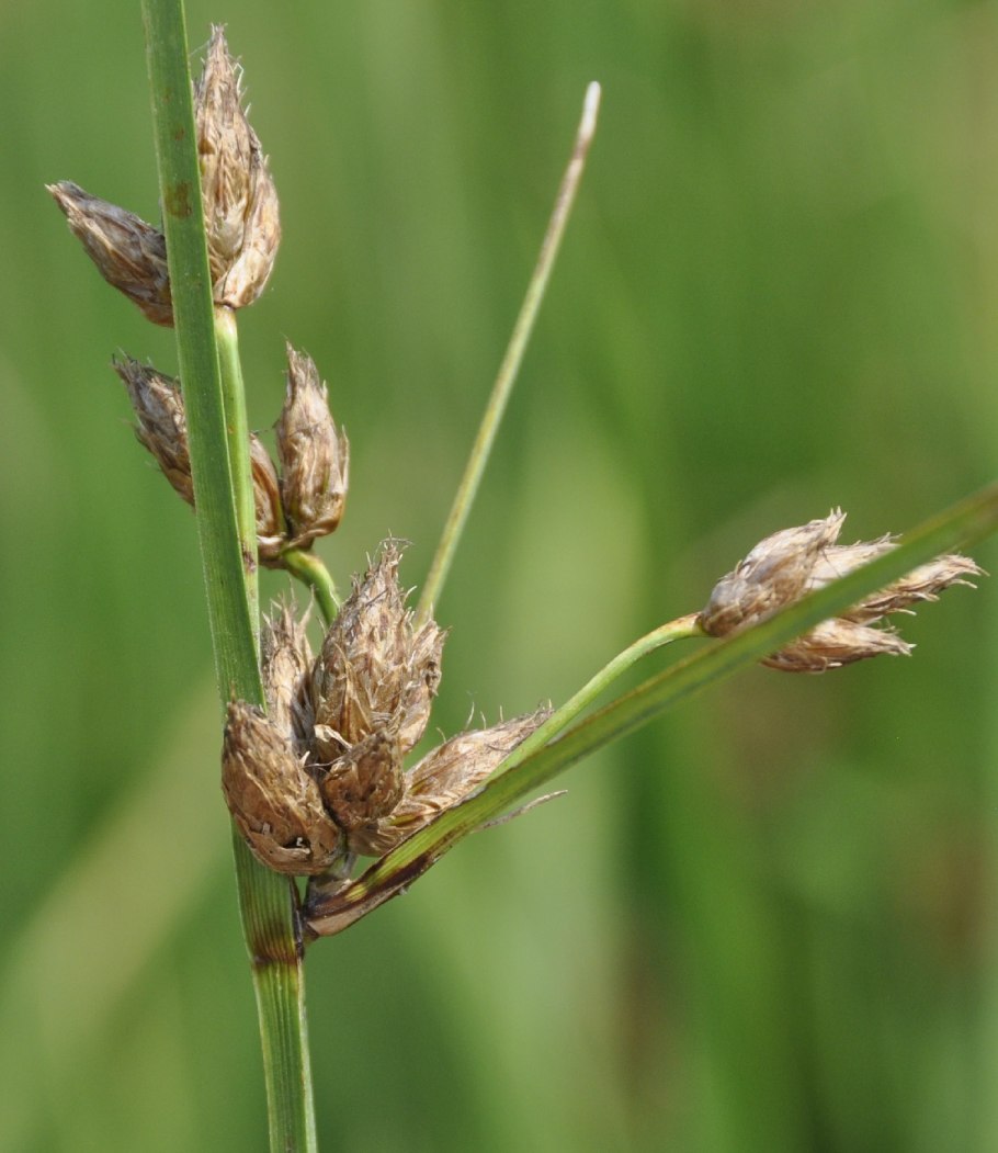 Bolboschoenus maritimus