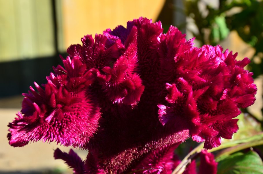 Цветок целозия петушиный гребешок