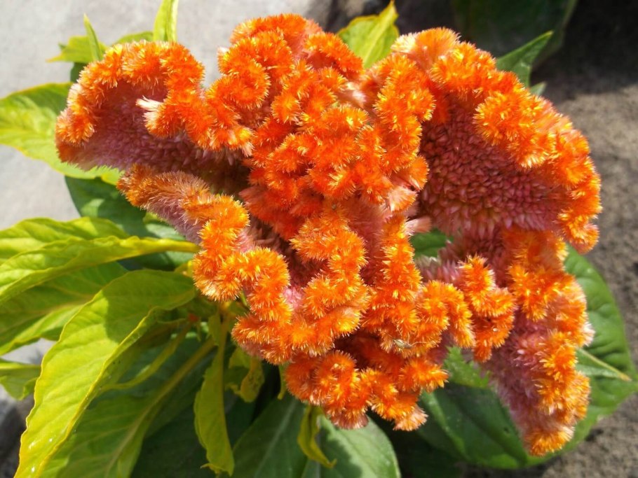 Целозия цветок