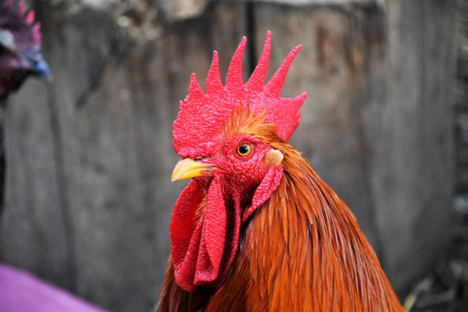 Целозия петушиный гребешок