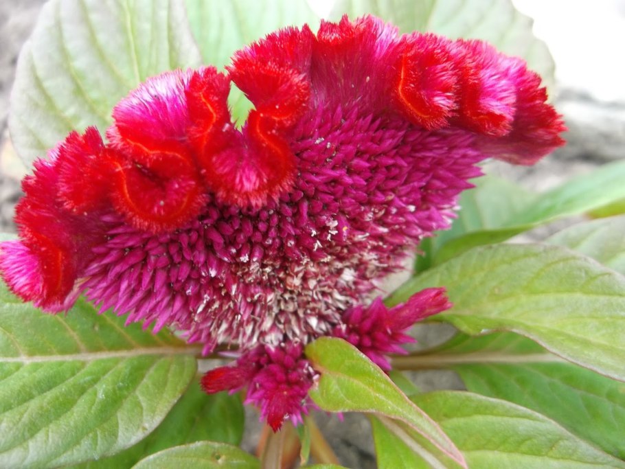 Цветок целозия петушиный гребешок