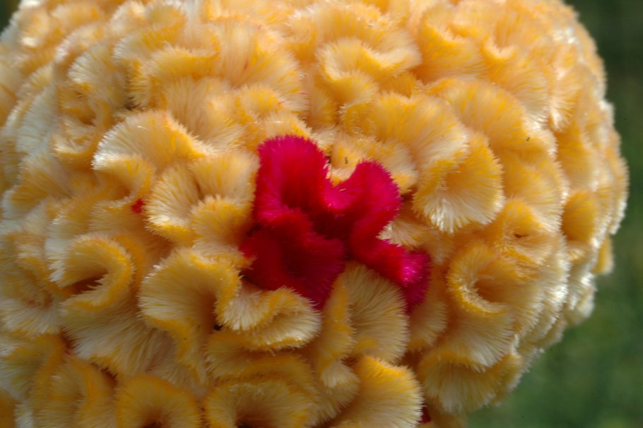 Целозия гребенчатая желтая