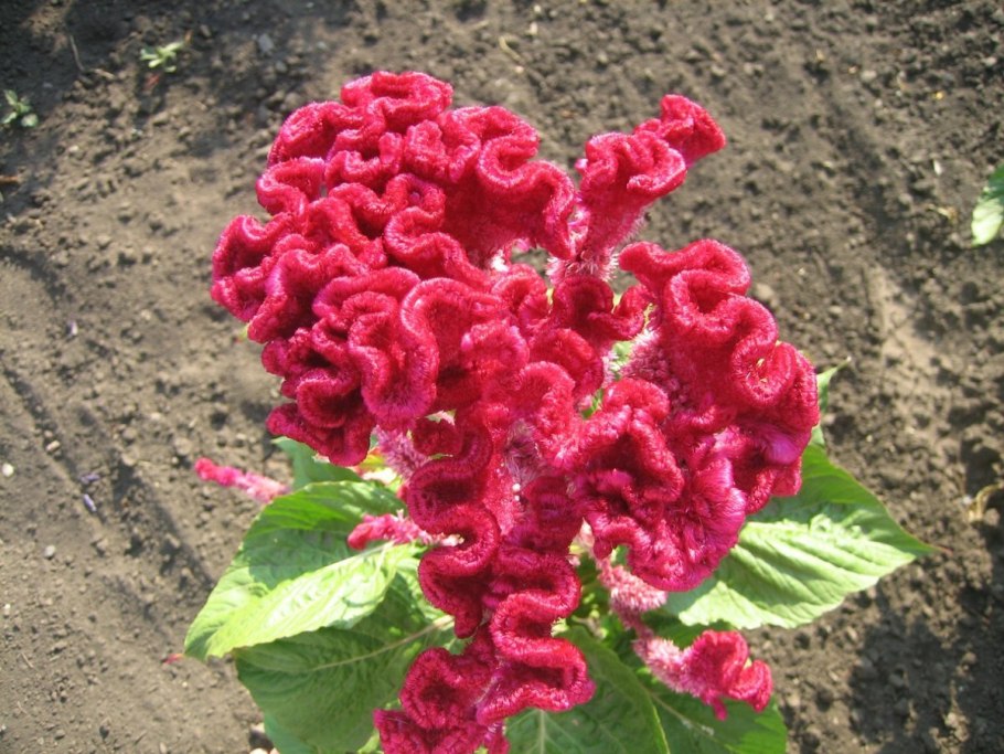 Цветы гребешки