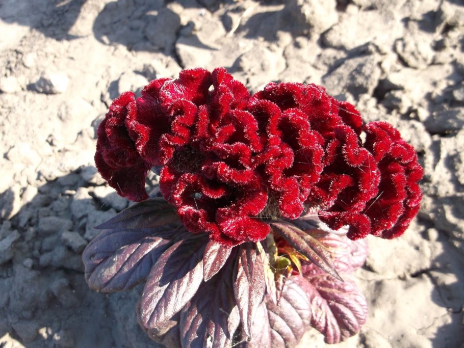 Петушки целозия