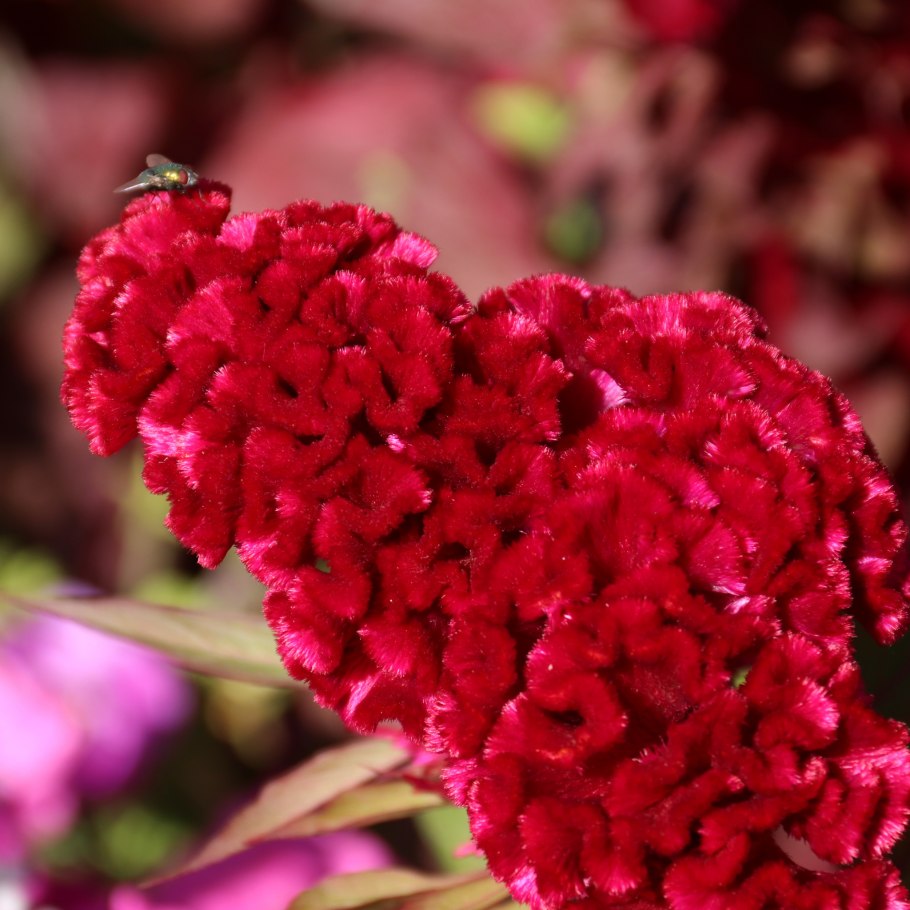 Целозия гребенчатая